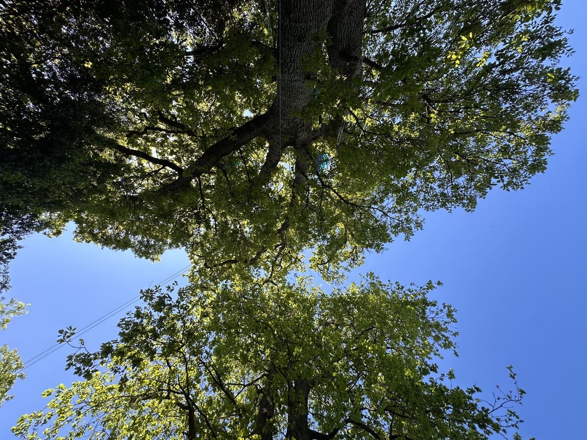 arbres