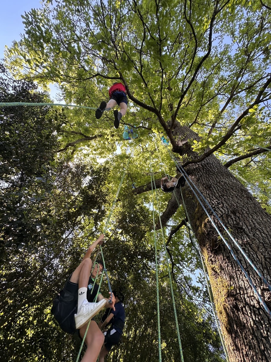 animation grimpe d'arbre