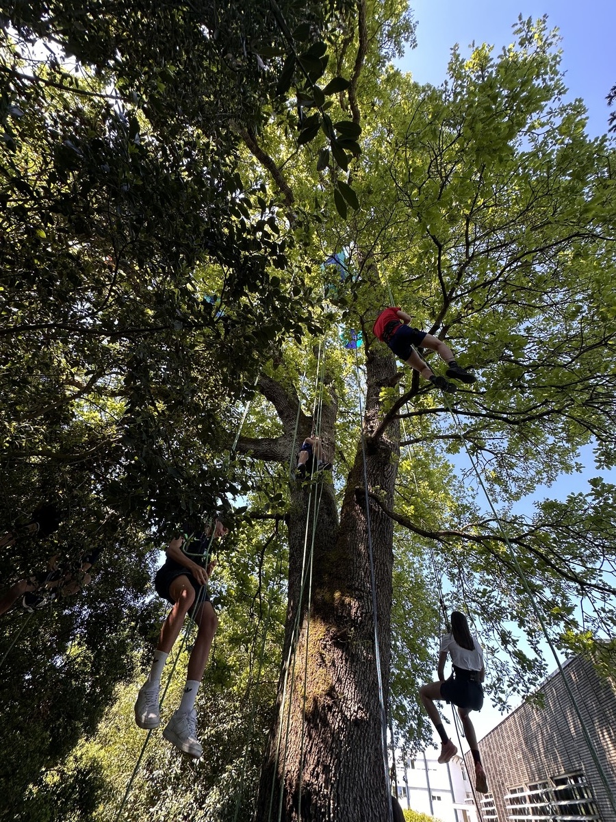 animation de grimpe d'arbre