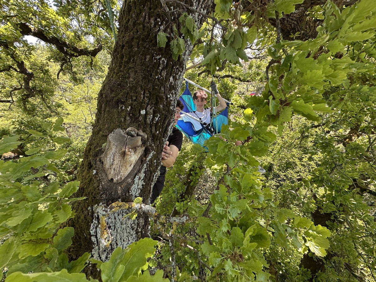 animation grimpe d'arbre en nature