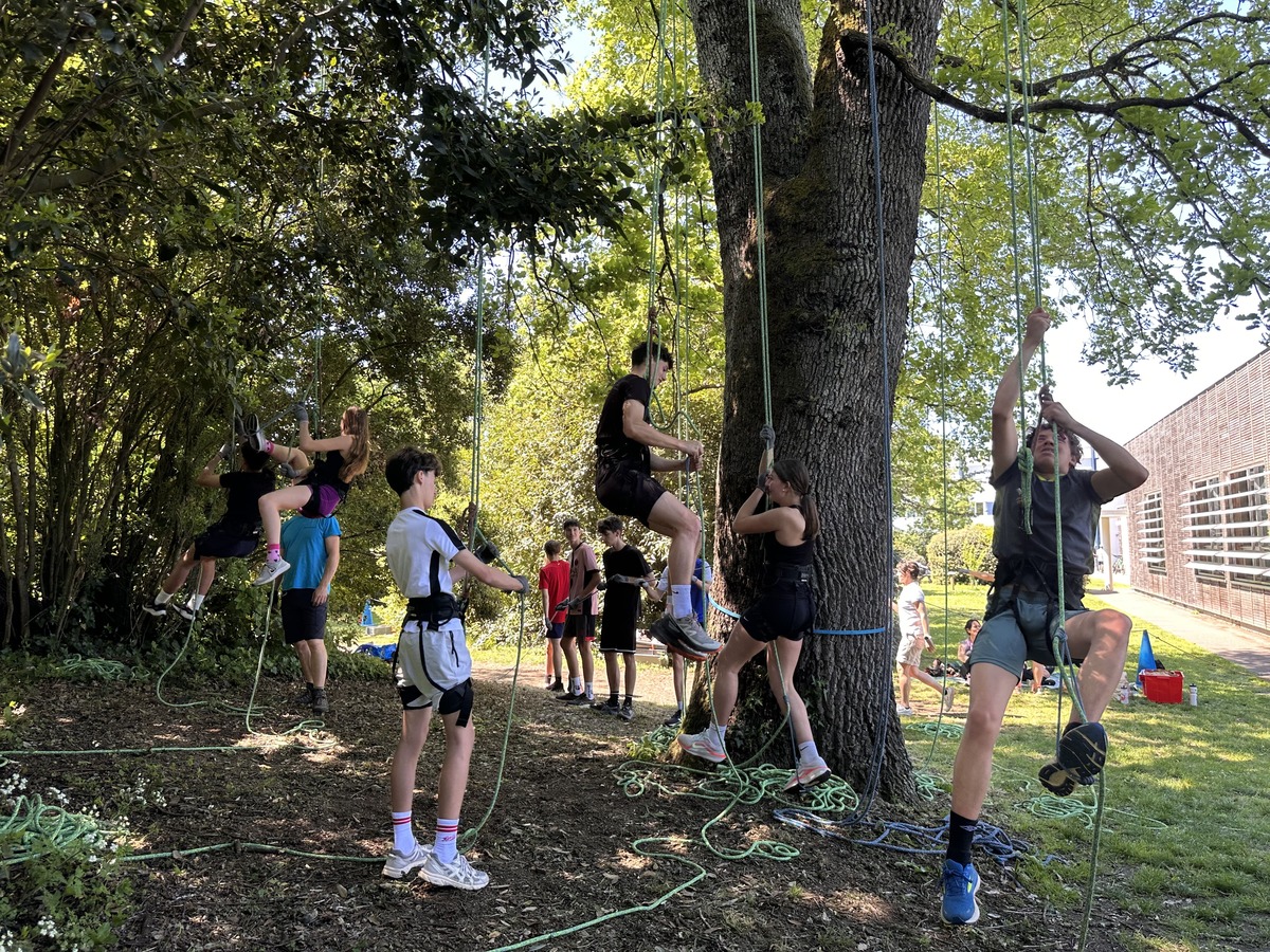 grimpe d'arbre