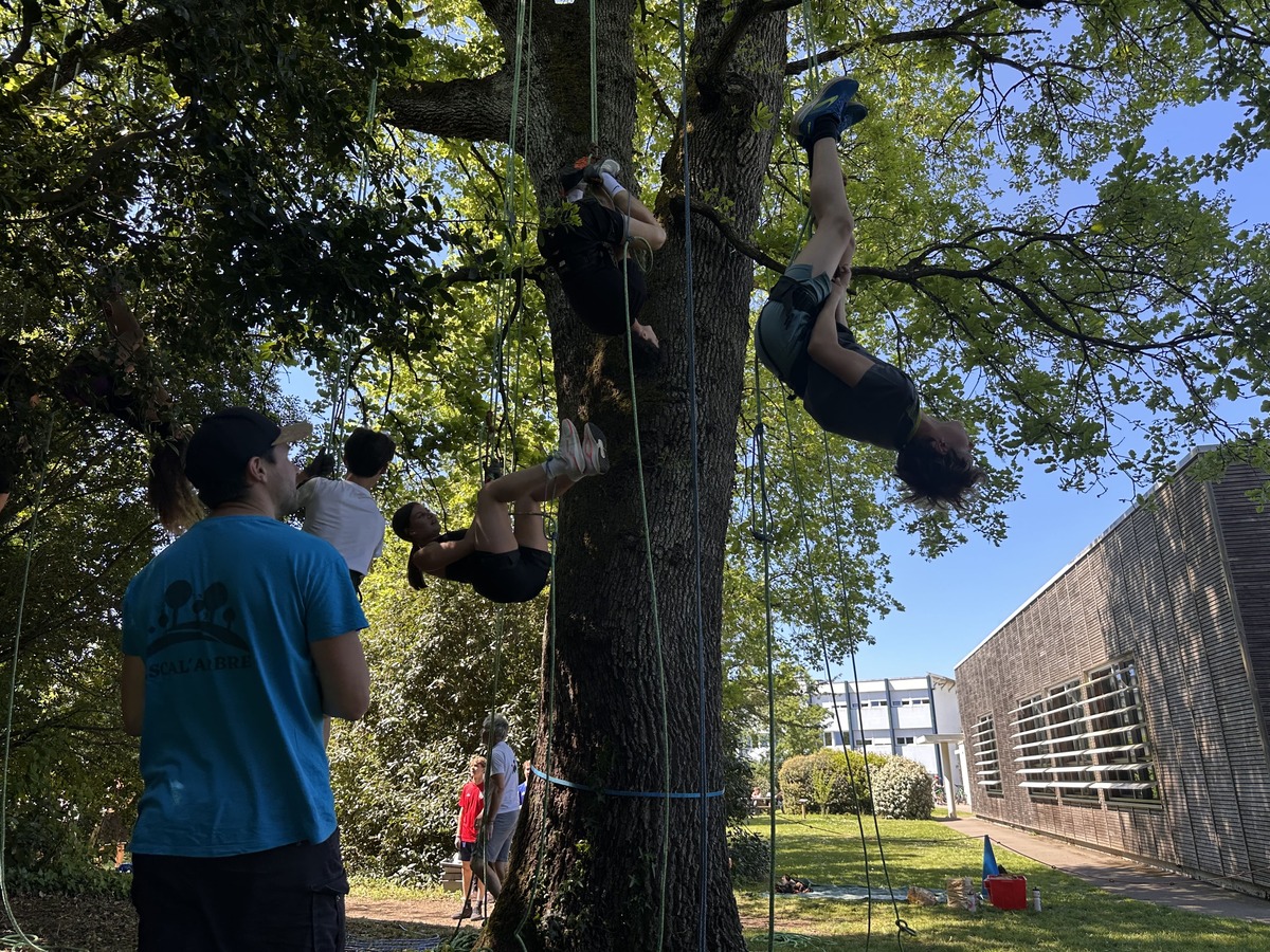 animation grimpe d'arbre