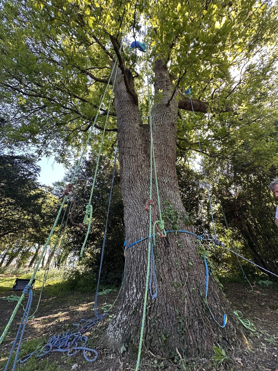 mise en place d'une animation grimpe d'arbre